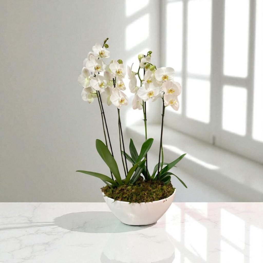 Orquídea para Funeral
